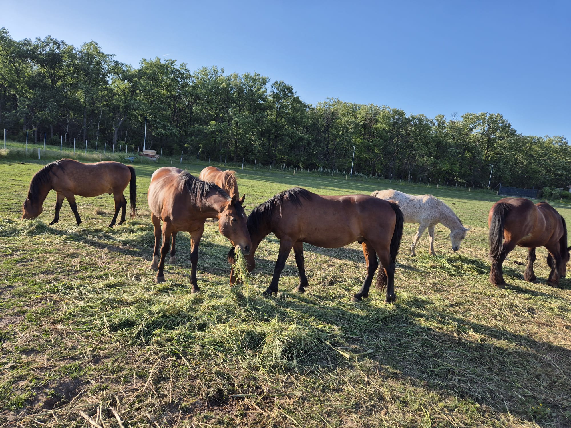 Bucuria interacțiunii cu cai